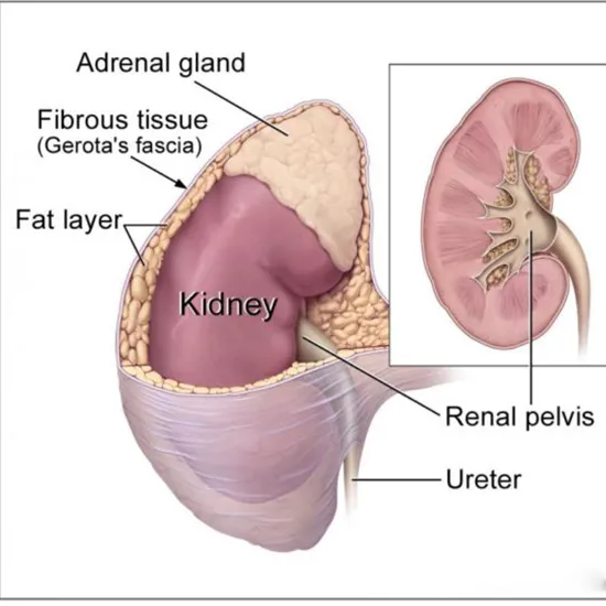 plasma free metanephrines test